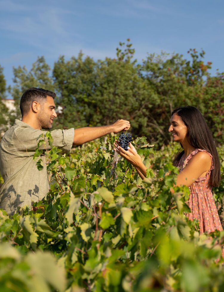 Enjoy a wine-growing tradition in Nemea that feels like it was gifted by the gods