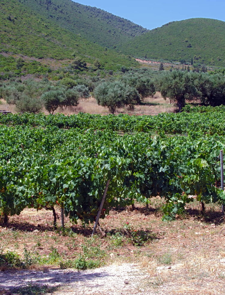 Wine route Zante - Zakynthos