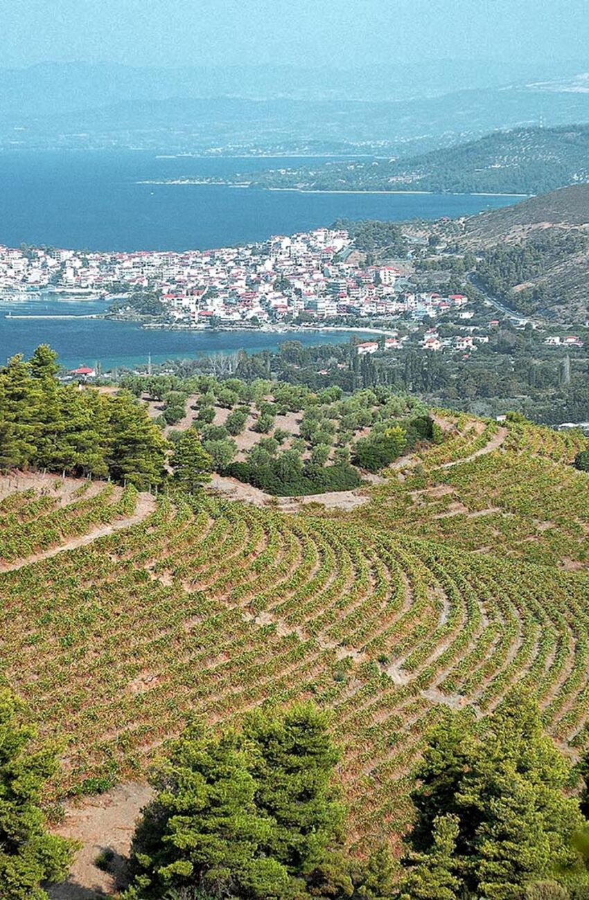 Domaine Porto Karras, the largest organic vineyards in Greece