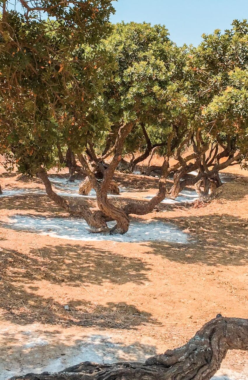 The mastic fields come alive from mid-June to early July when the soil is levelled and the white powder (calcium carbonate) is placed around the trunks