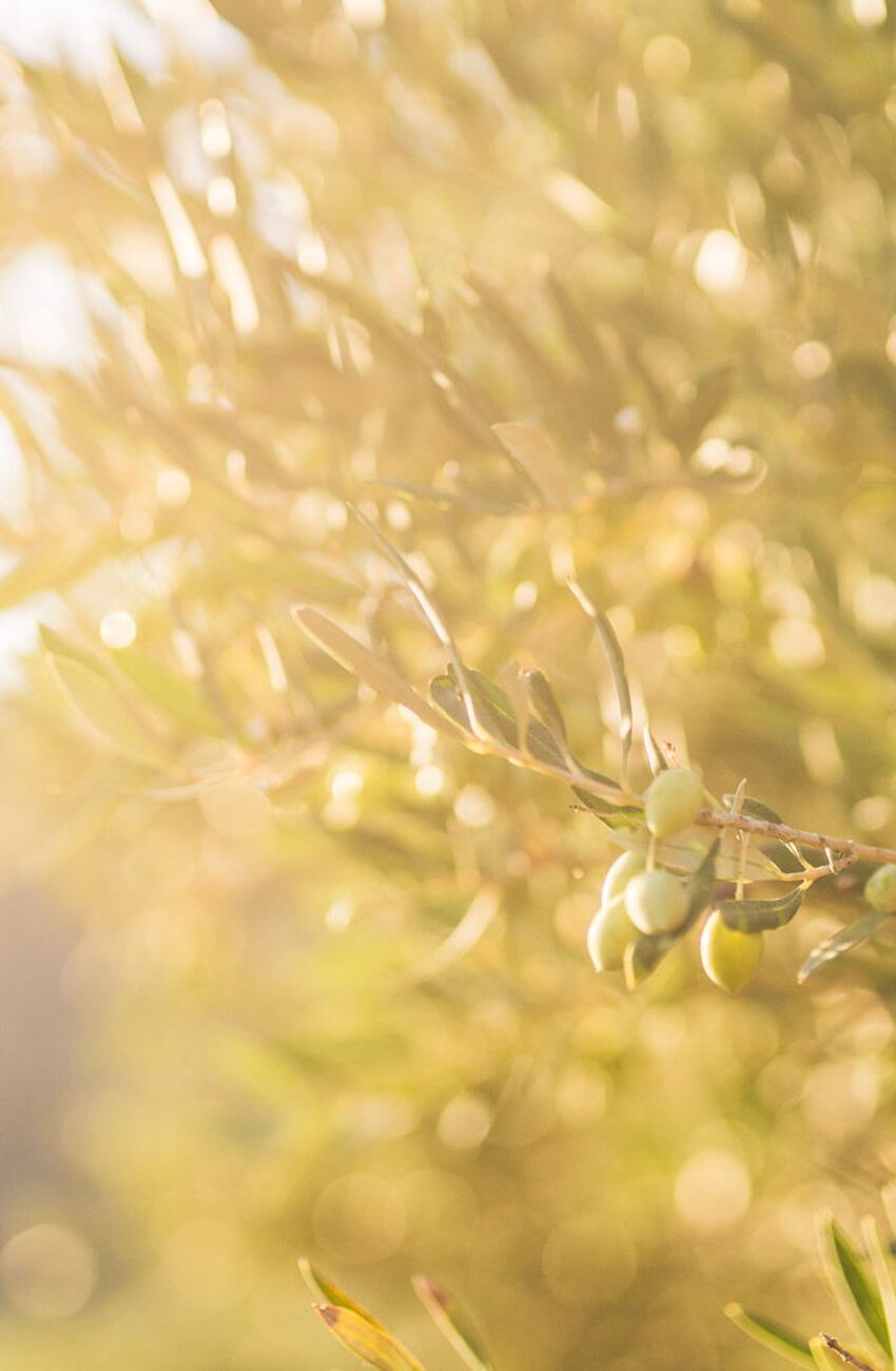 Uncover the secrets of Messinia, through its most famous product