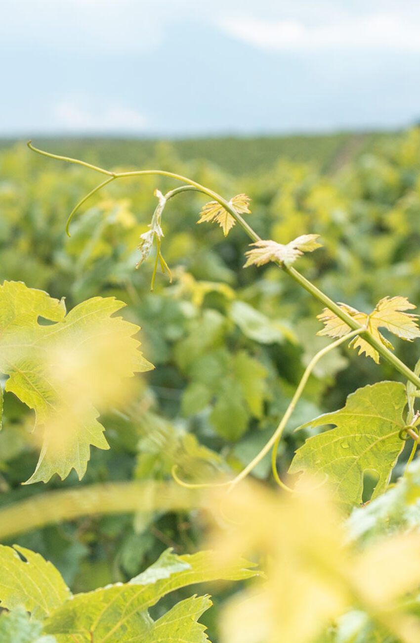 Rolling down hillsides and meandering through valleys, the vineyards of today are interwoven into the Heraklion landscape