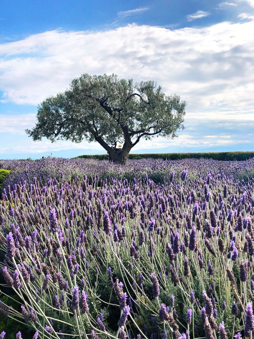 Can you smell the lavender? 