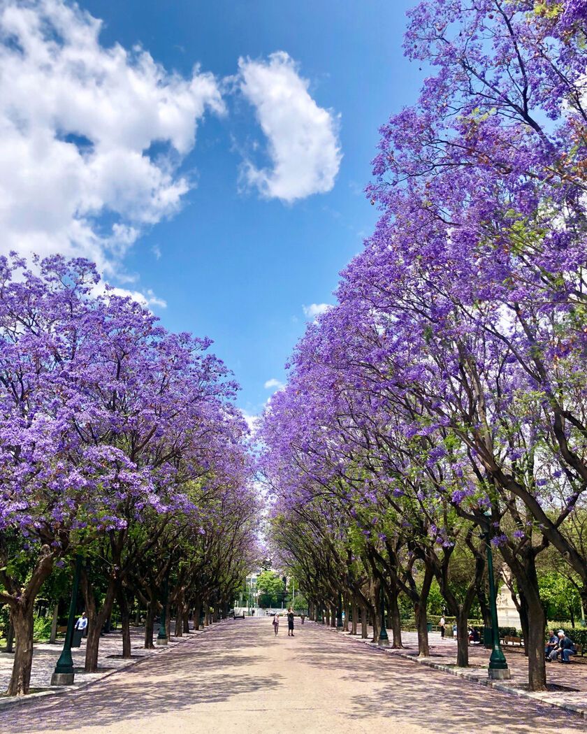 Jacaranda fever in Athens