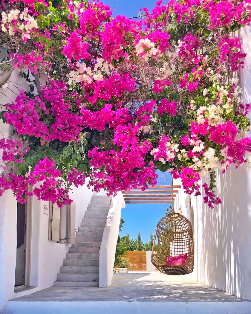 Chilling under the bougainvillea at Pollonia, Milos 