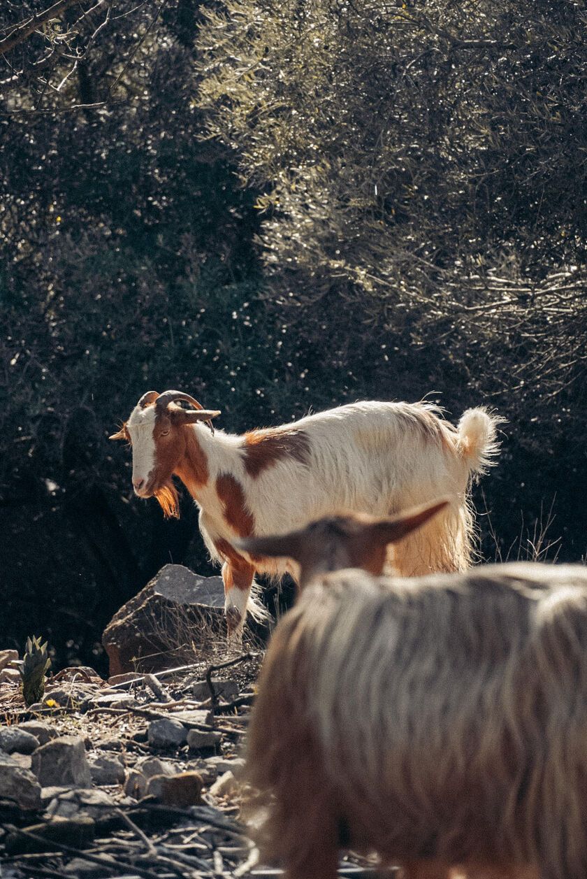 Goats strolling around in Crete