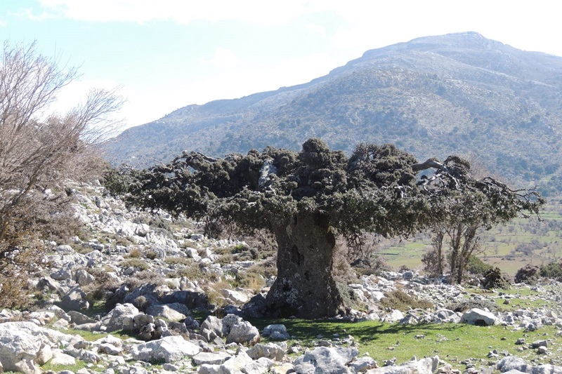 lasithiplateaus-main-image