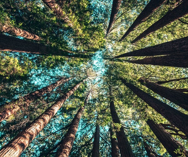 ath21-private-tour-in-the-chestnut-forest-of-steni-evia-logo