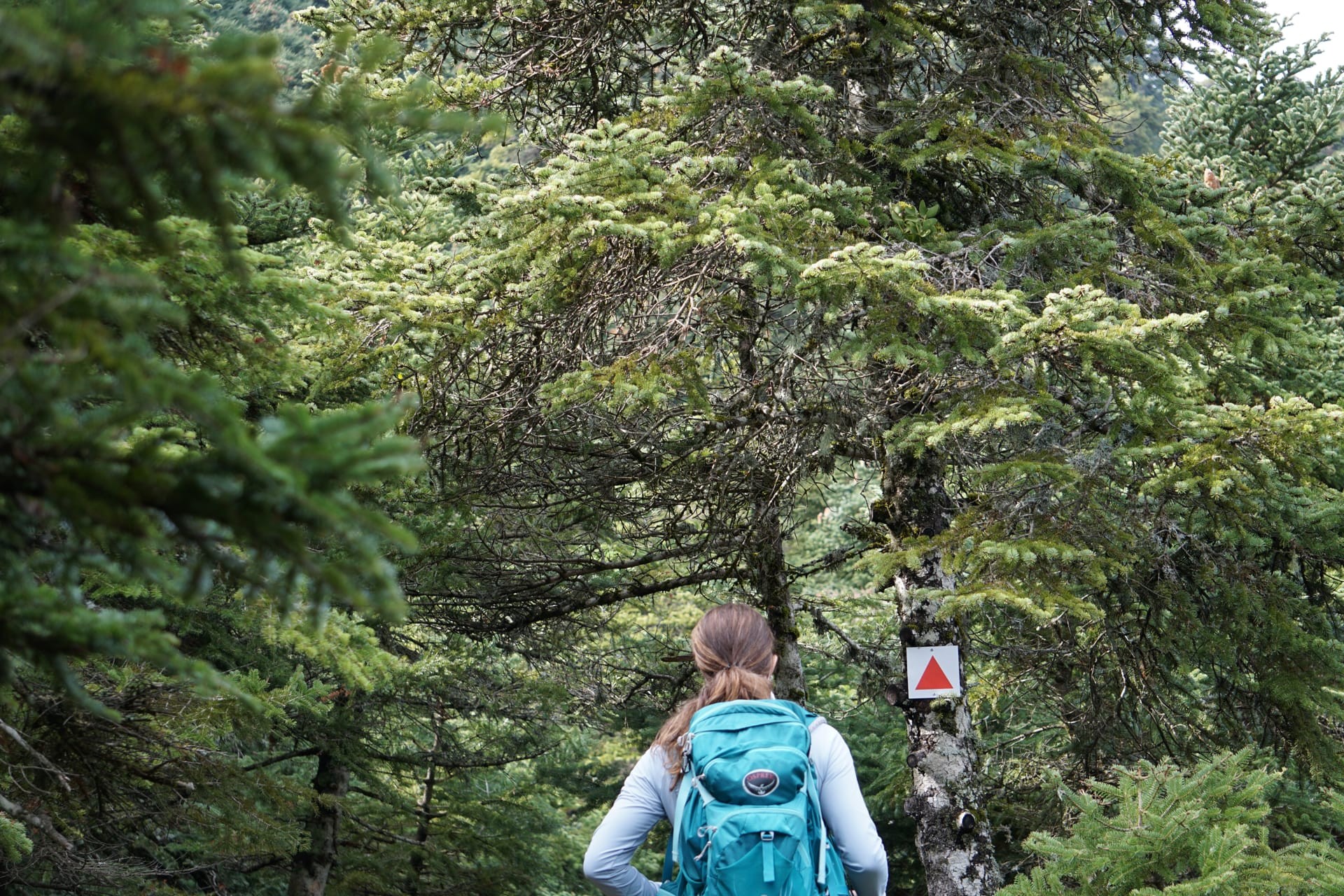 ath24-private-tour-to-parnitha-and-mpafi-refuge-half-day-logo