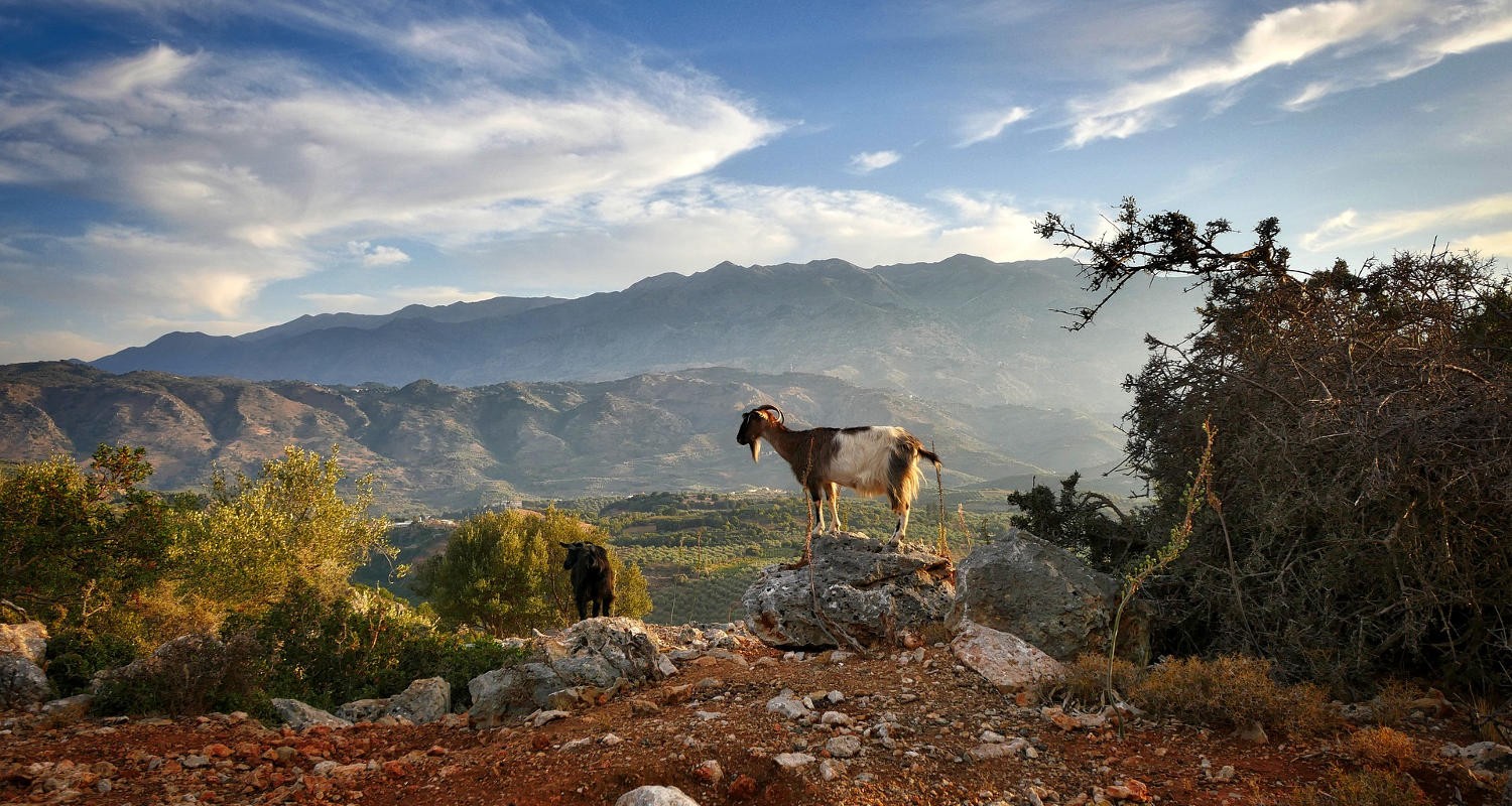 chania-the-ultimate-taste-of-crete-logo