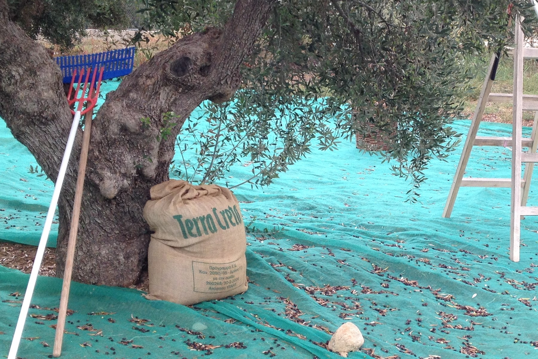 Chania Tour 2. Explore the Secrets of Wine and Olives