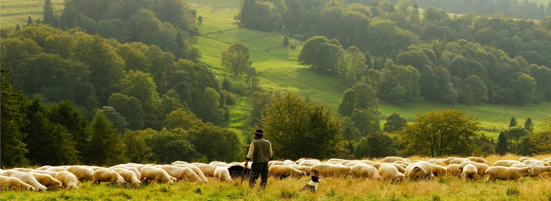 discover-authentic-crete-dine-with-a-shepherd-in-the-wilderness-with-live-music-logo