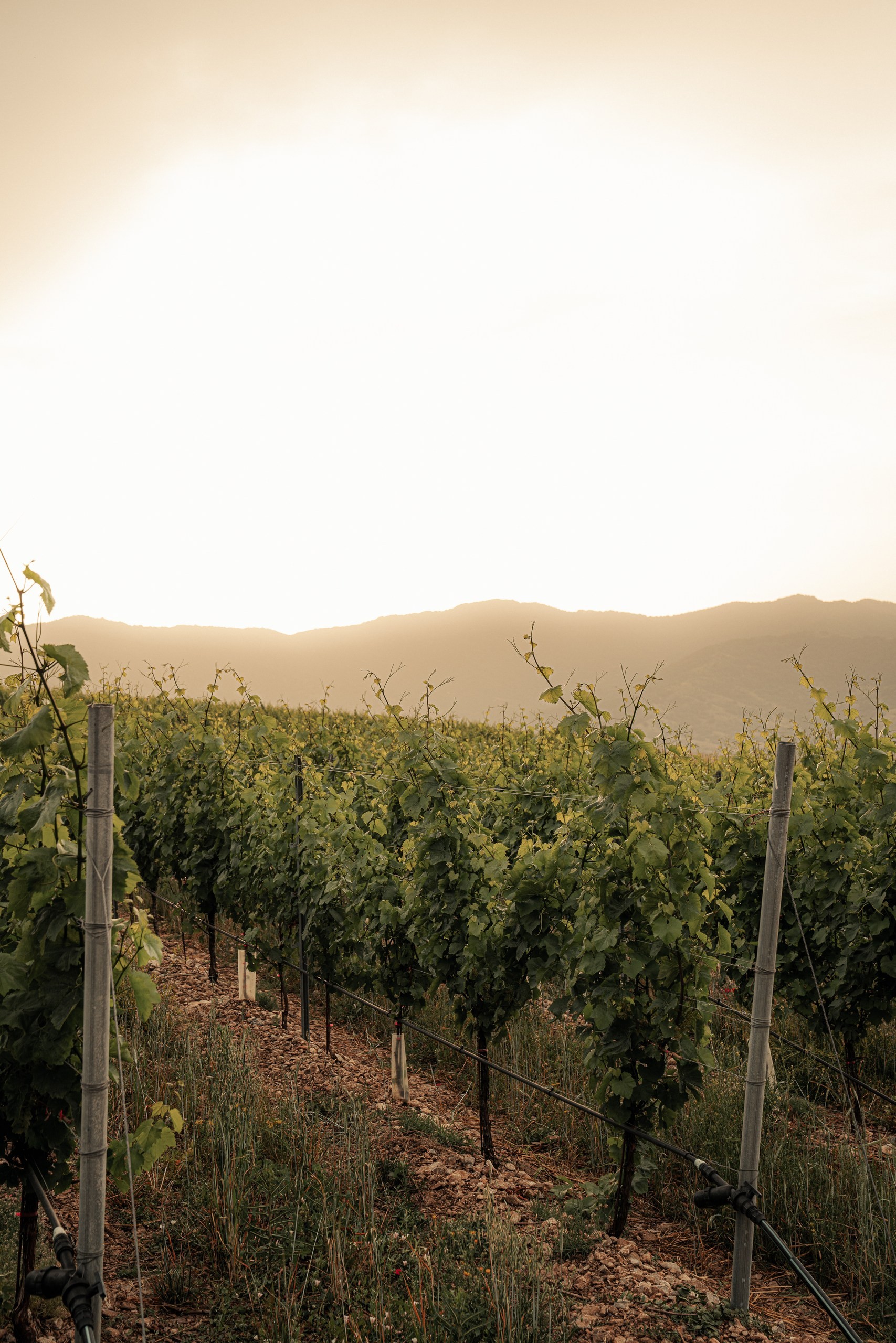 drama-the-freshness-wine-experience-logo