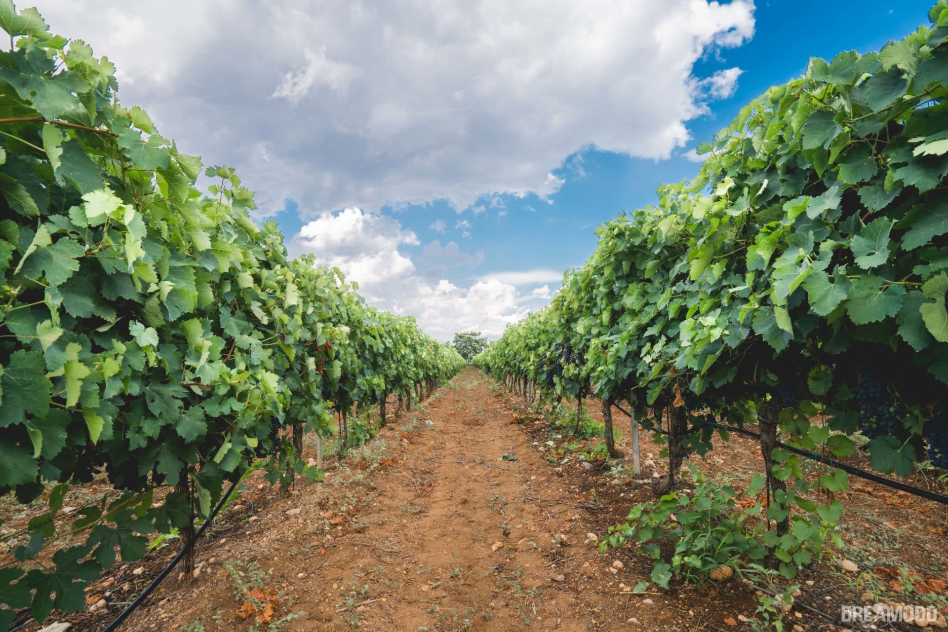 evia-wine-tour-and-spa-treatment-day-tour-from-athens-logo