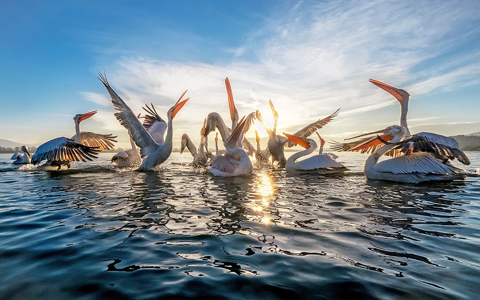 from-thessaloniki-private-day-trip-to-kerkini-lake-for-bird-watching-logo