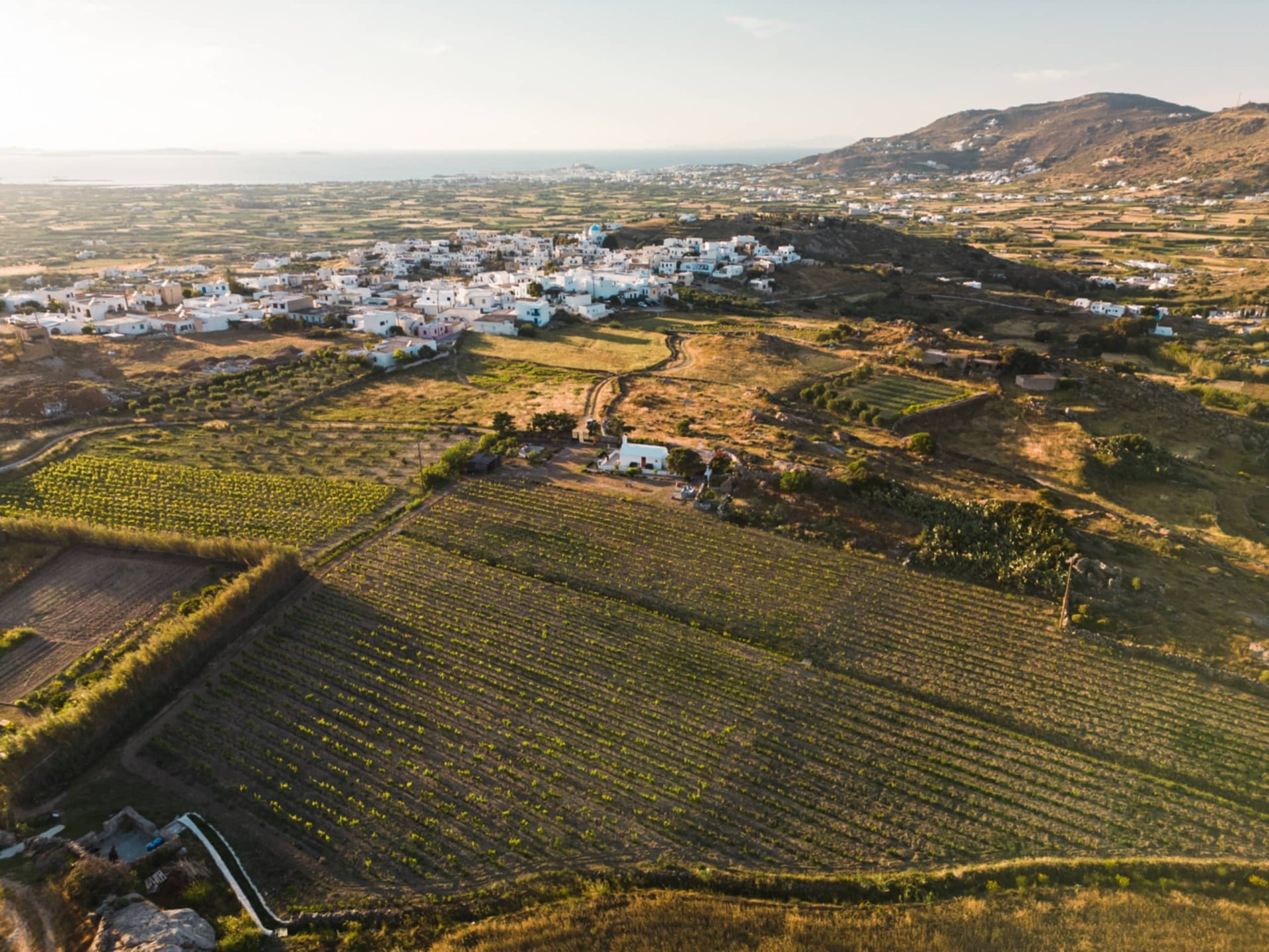 naxos-mainland-delicacy-discovery-logo
