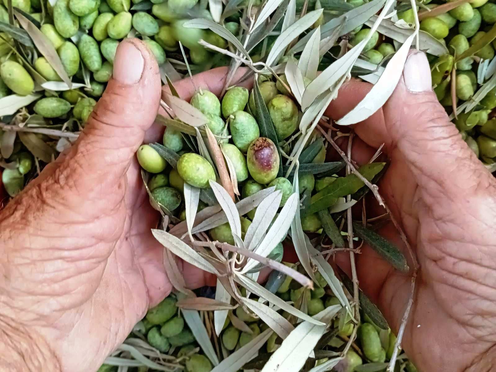 the-olive-oil-experience-logo