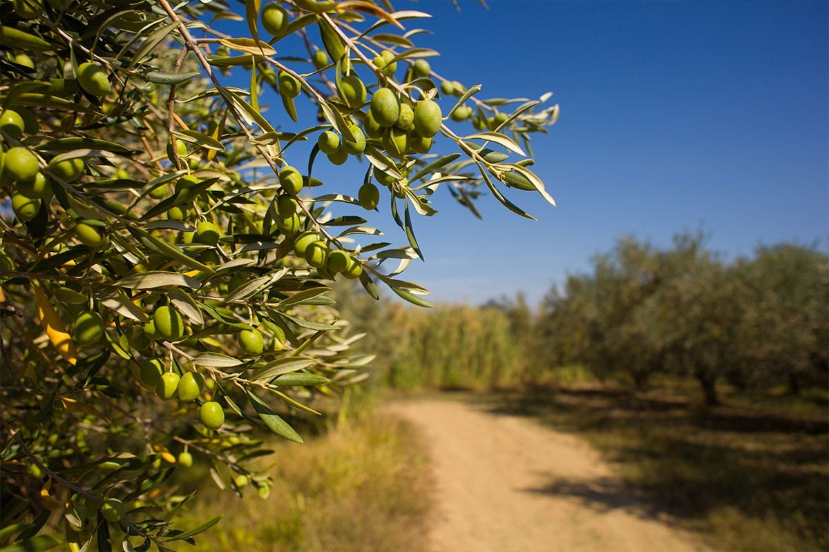 thessaloniki-olive-oil-and-olive-tasting-experience-logo