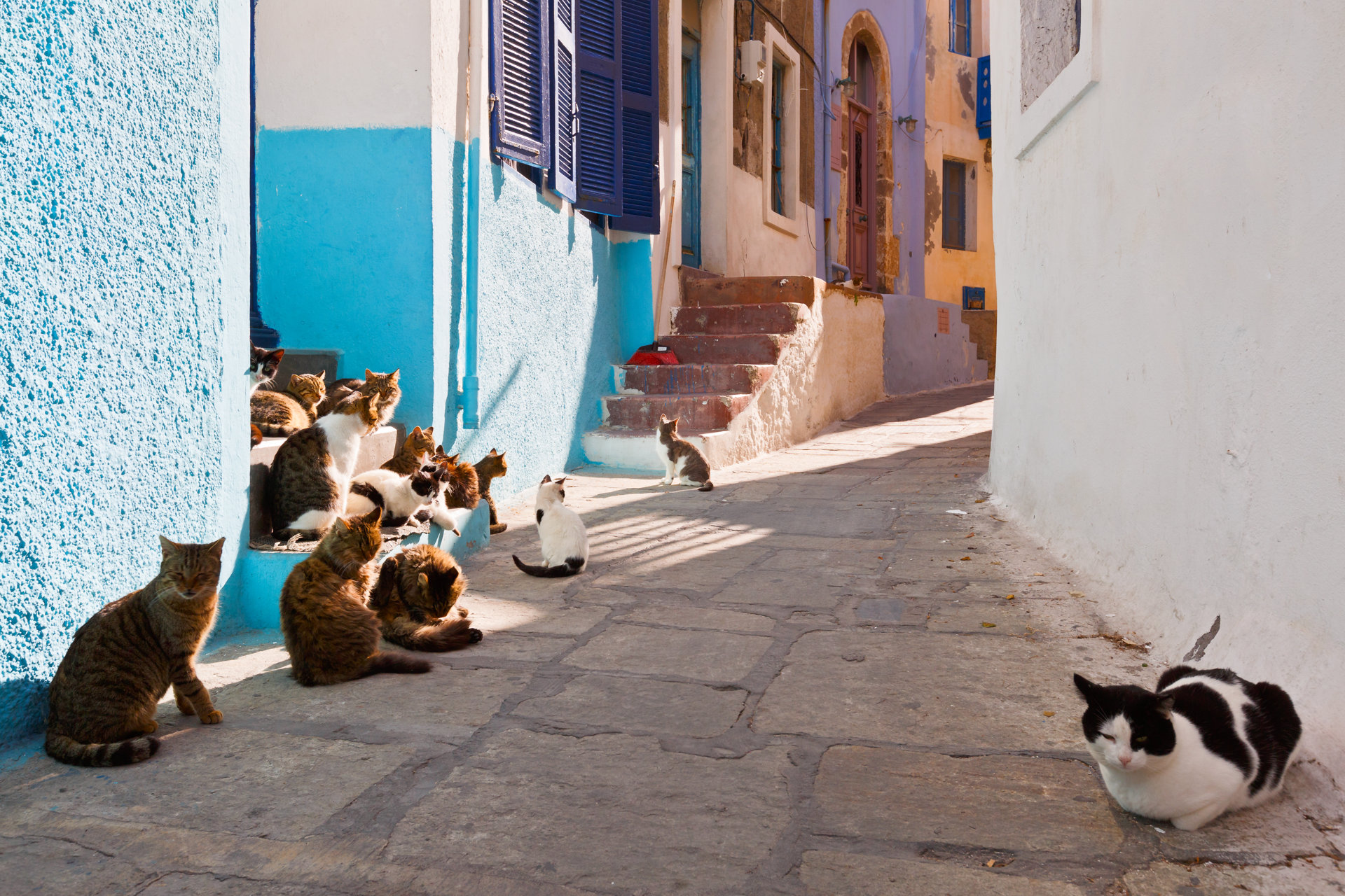 Cats in a street of Mandraki village on Nisyros island