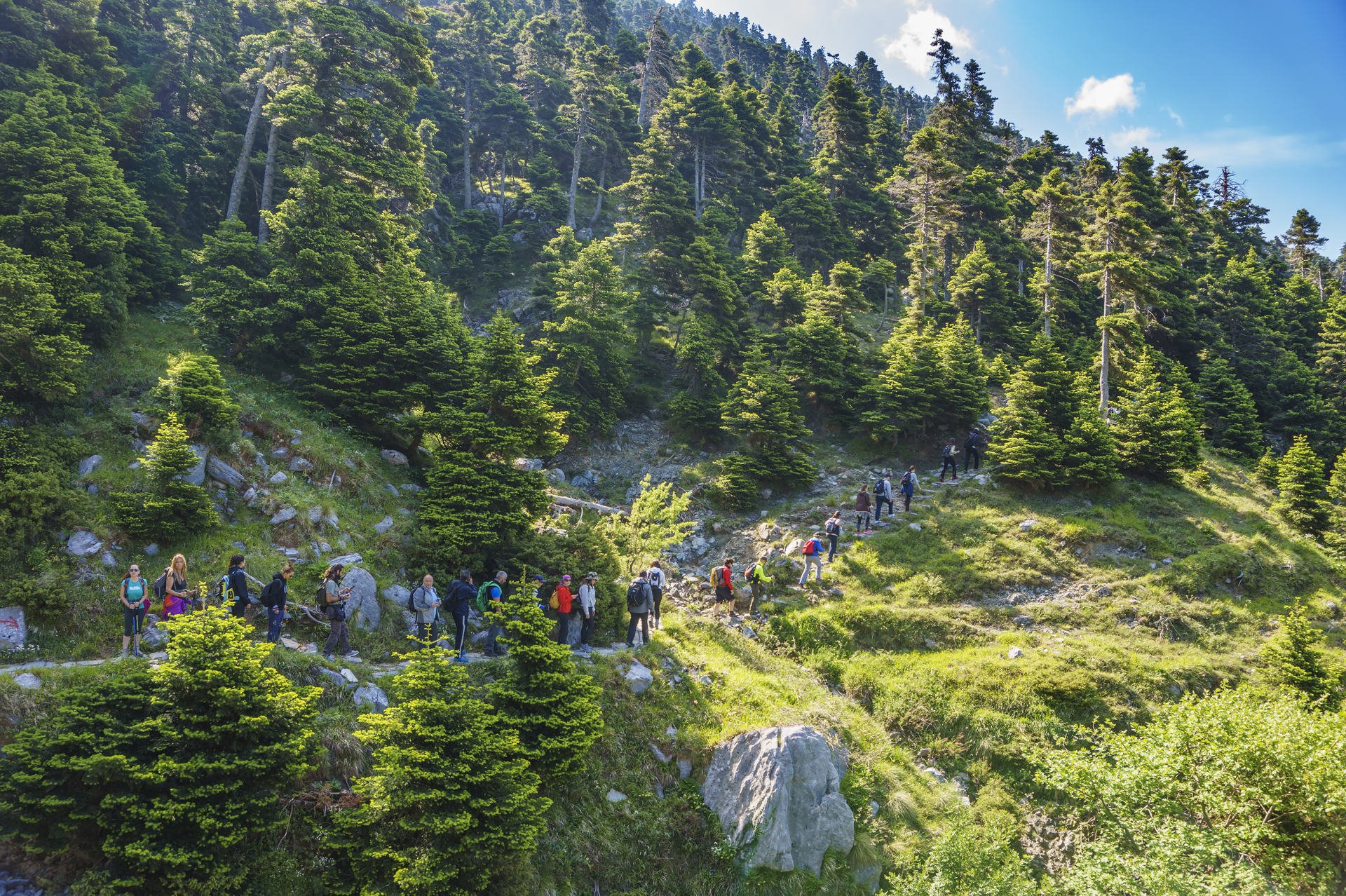 The famous Dirfys forest. It is a natural forest located on a mountain in the central part of the island of Euboea, Greece at 1,743 m elevation.The path leads to Agali Canyon.