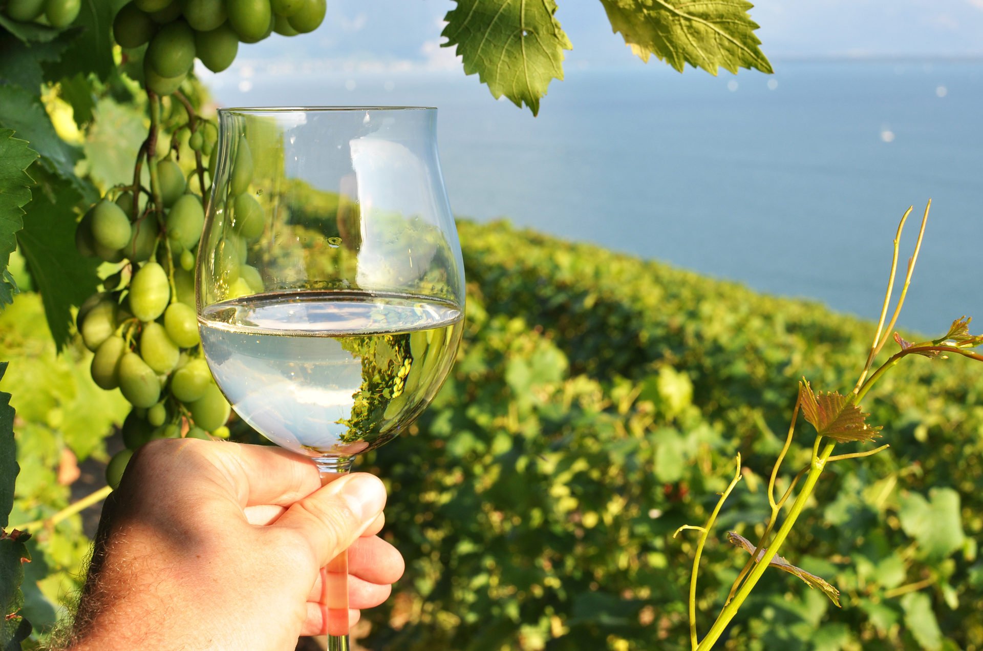 Wineglass with vineyards background