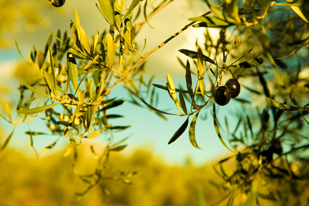 Olive Oil Tour from Nafplio